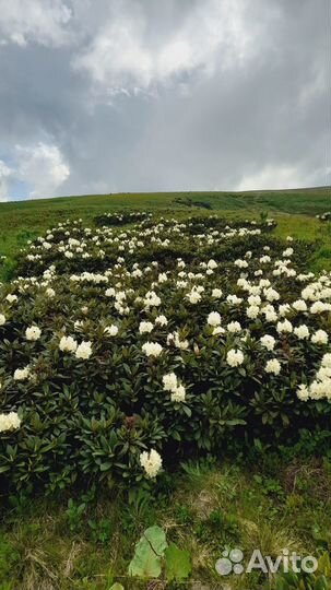 Экскурсии в горы Лагонаки поездки на плато