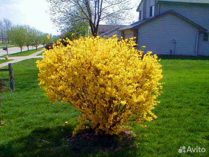 Форзиция кусты