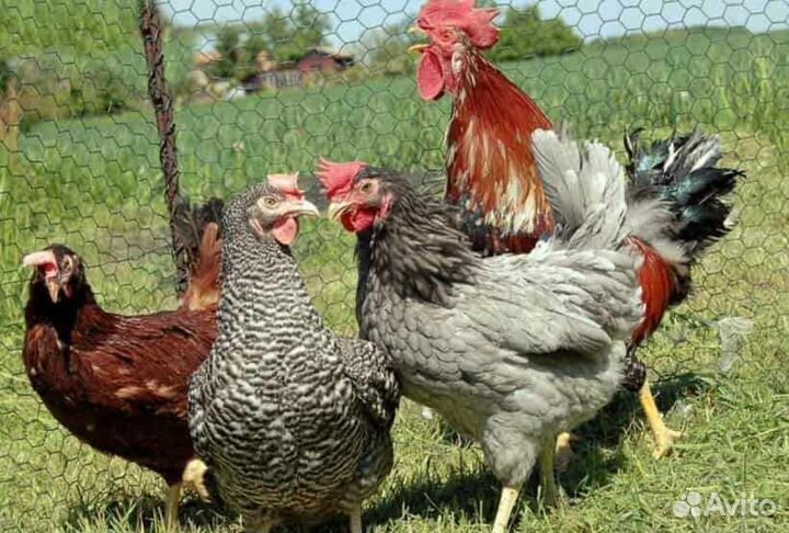 Доминант -несушка