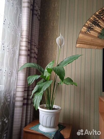 Спатифиллум