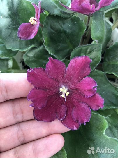 Фиалка в горшках