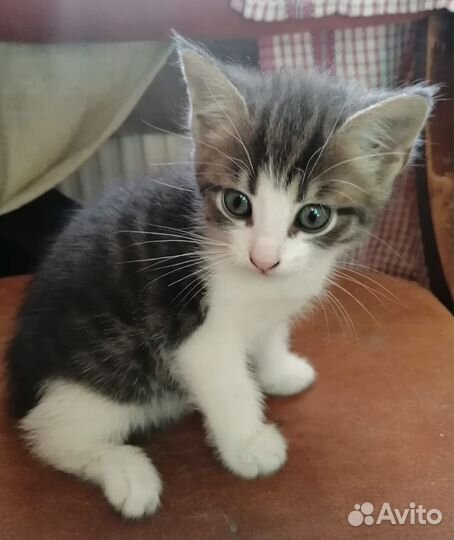 Котёнок в добрые руки