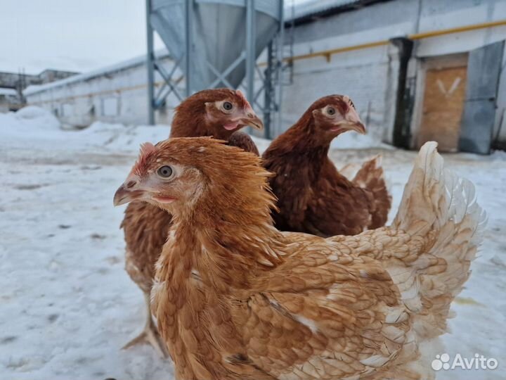 Куры несушки