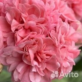 Пеларгония юг-Осенний поцелуй