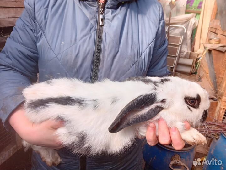 Кролики серый великан,бургундия,строкач