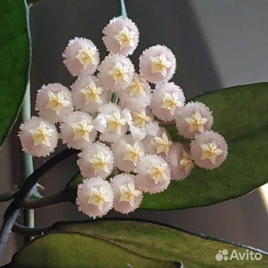 Хойя лакуноза Болд