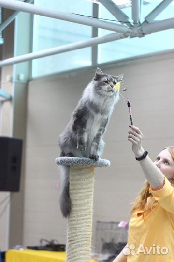 Кот Мейн Куна