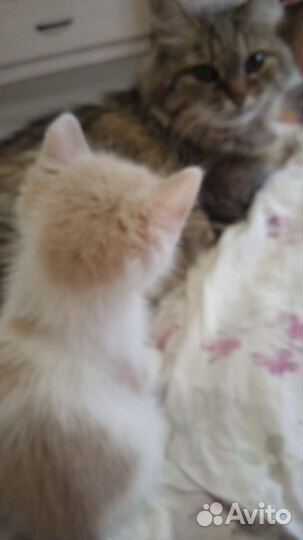 Котенок бесплатно
