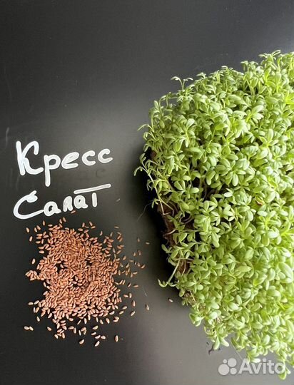 Семена микрозелени кресс салат