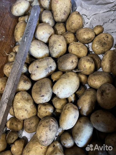 Семенной картофель сортовой