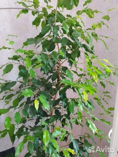 Фикус кротон спатифиллум замиакулькас