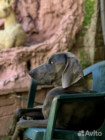 Вязка Веймаранер