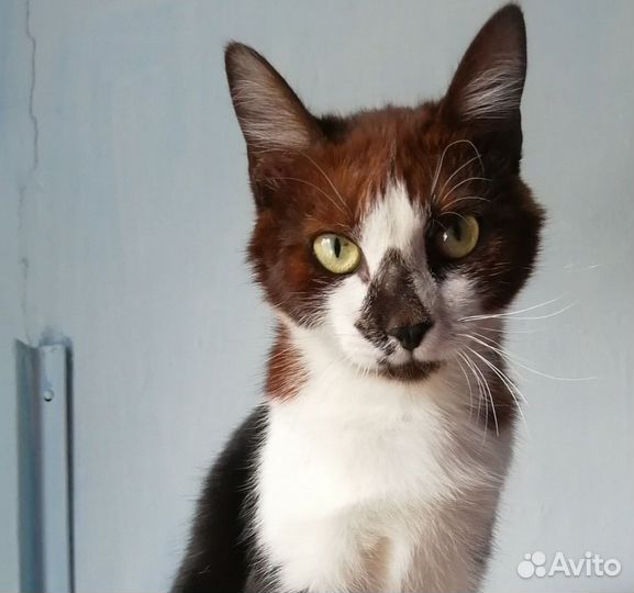 Саймон - славный Котик