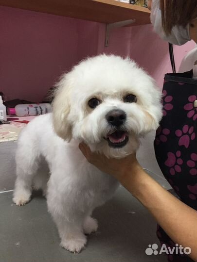 Груминг стрижка собак и кошек от