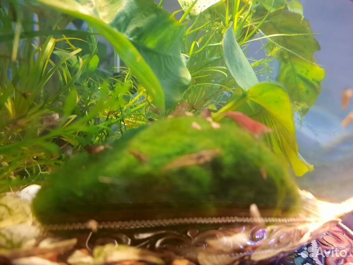 Аквариумные креветки, улитки грунтовые мелании