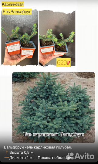 Декоративные растения для сада