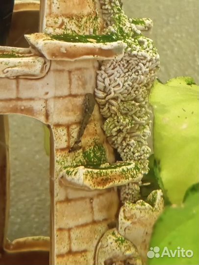 Сомики анцитрусы