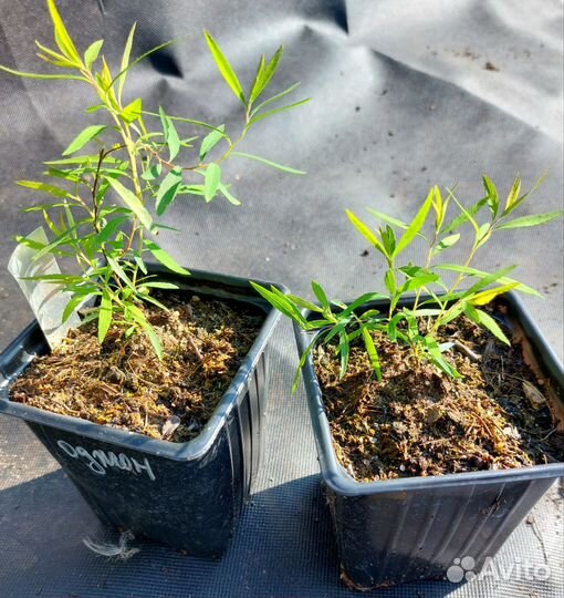 Саженцы спиреи и стефандры