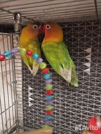 Попугаи неразлучники Фишера с клеткой