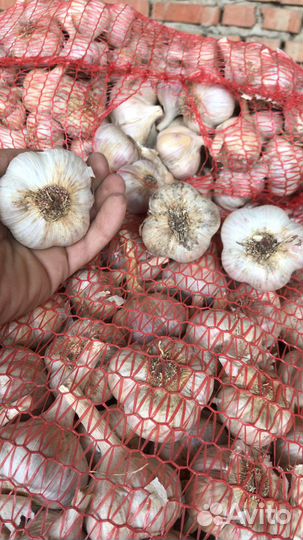 Семенной Чеснок, Любаша