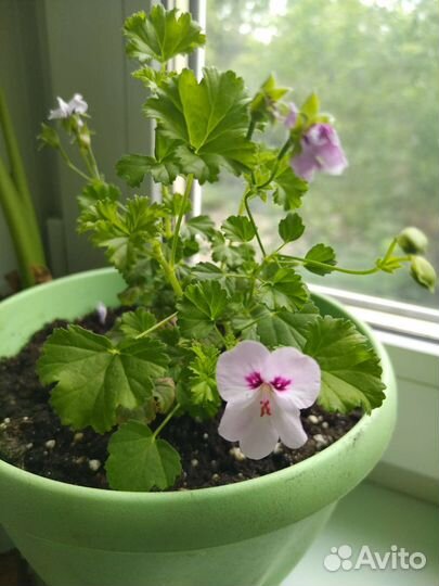 Пеларгония ангел