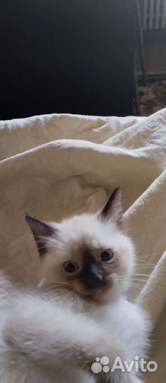Тайские котята