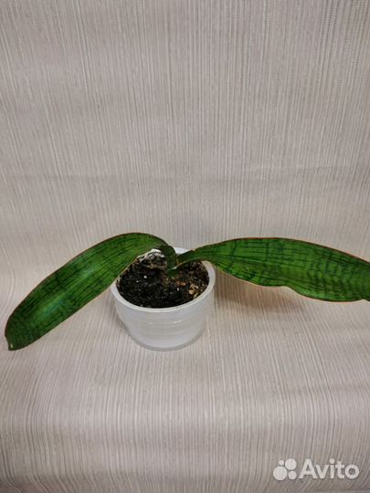 Сансевиерия сортовые