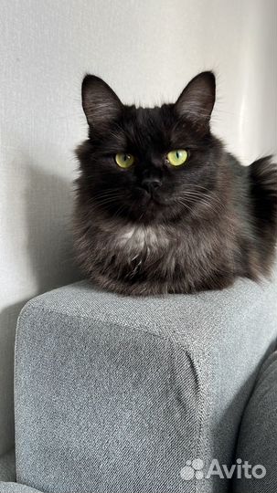 Кошка бобтейл