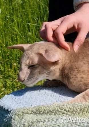 Ориентальный кот на вязку