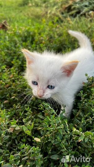 Котята ищут любящую семью