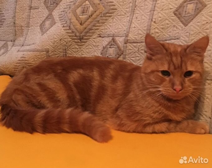 Ищем дом для рыжего мальчишки