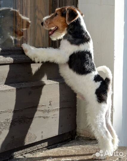 Фокстерьер жесткошерстный щенки