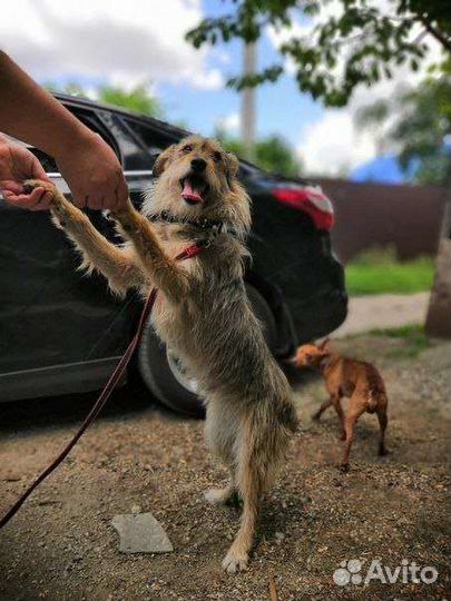 Собака. Вишенка. Стерелизована. Ищем ручки