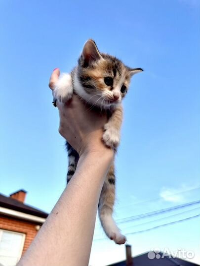 Коты и кошки бесплатно