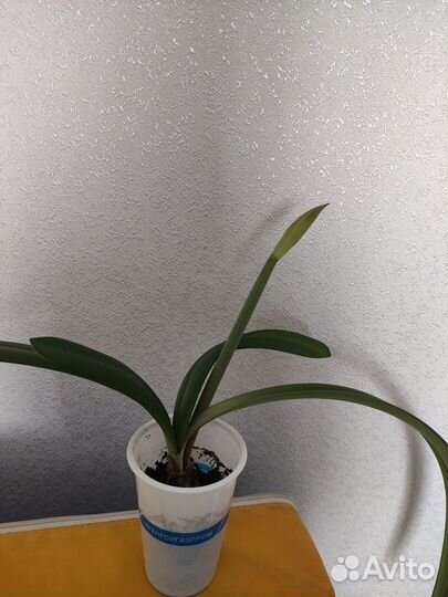 Гиппеаструм