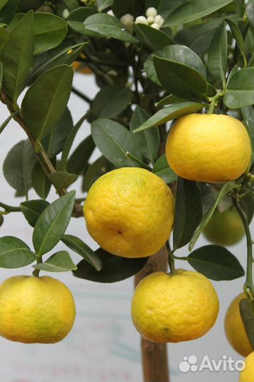 Лимоны плодоносящие сортовые