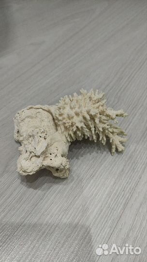 Кораллы для аквариума