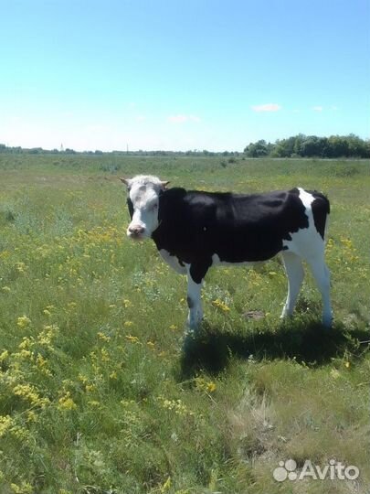 Корова тельна