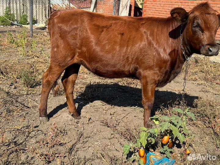 Телка,10месяцев