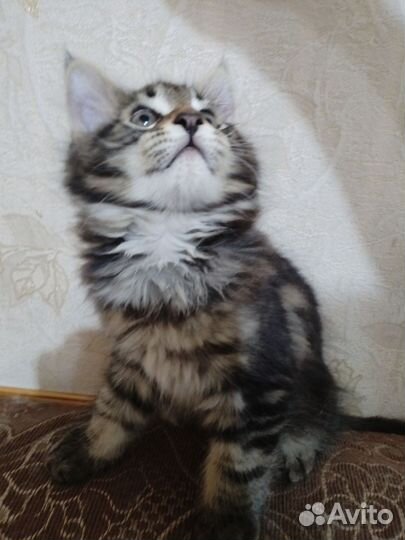 Котята мейн-кун