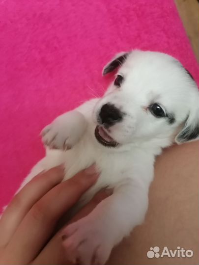 Отдам в добрые руки