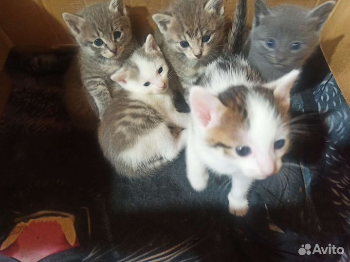 Кошки в добрые руки