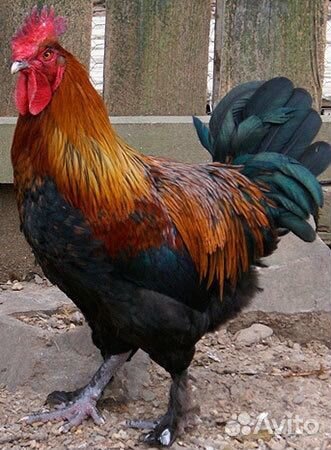 Икубационное яйцо марана и виандота