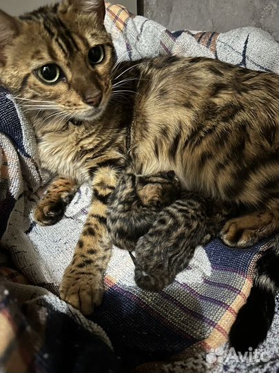 Бенгальские котята