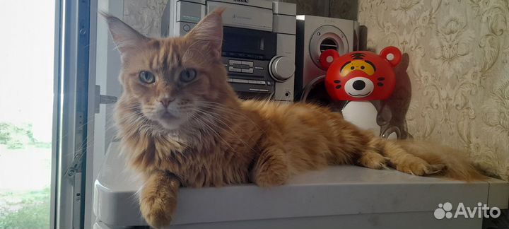 Котята мейн-куны