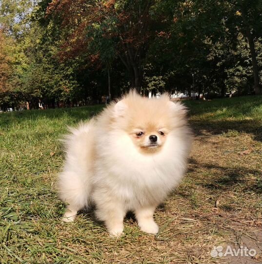 Супер микро-шпиц