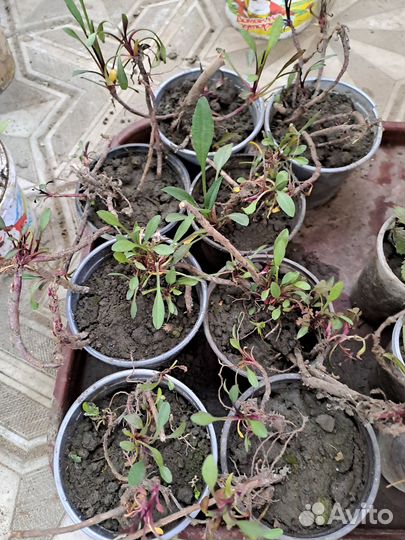 Саженцы цветов и ягодных кустарников