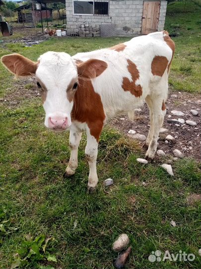 Телята бычки, телки