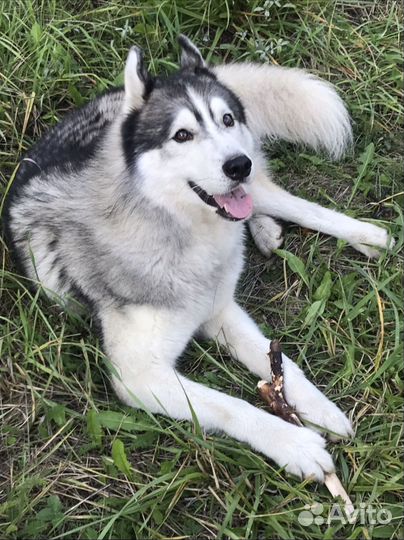 Потерялся хаски