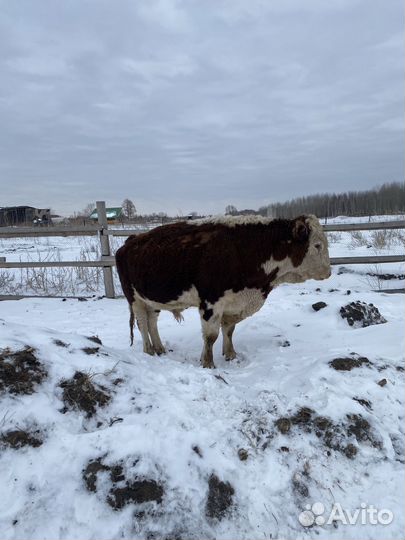 Бык герифорд